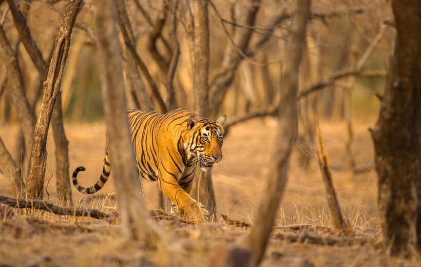 Bardiya National Park Jungle Safari 4 Nights 5 Days